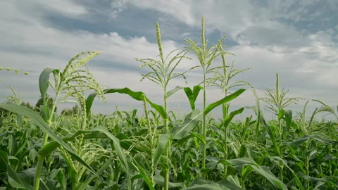 Cornfield. The stems of the ripening corn with leaves and tassels are swaying in Vídeos de archivo 255596158