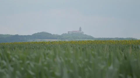 Cornfield stock 4k 07 Stock Footage 285501799