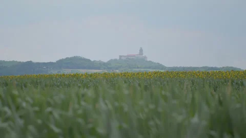 Cornfield stock 4k 07 Stock Footage 285502391