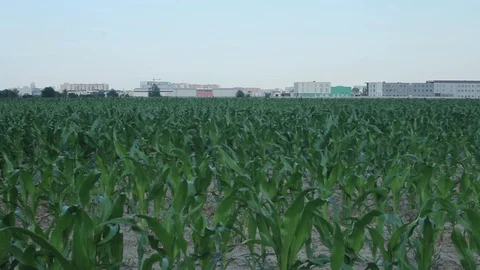 Cornfield In Suburbs Area Stock-Footage 92387090