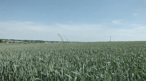 Cornfield in Summer in 4K Stock Footage 66440464