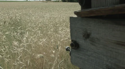 A Cornfield in Summer in 4K Stock Footage 66449234