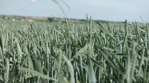 Cornfield in Summer in 4K Stock Footage 66450127