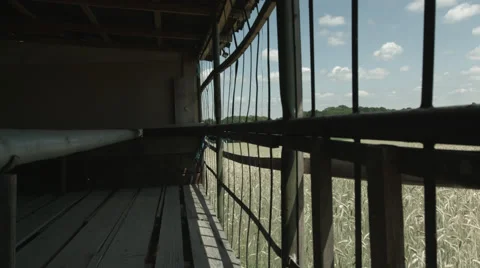 A Cornfield in Summer in 4K Stock Footage 66455555