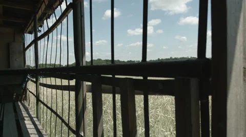 A Cornfield in Summer in 4K Stock Footage 66456159
