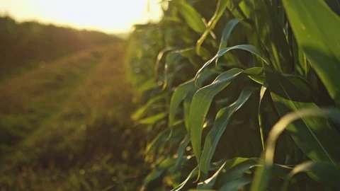 Cornfield in the summer landscape with road blue sky and beauty sun shining - Video stock 78708994