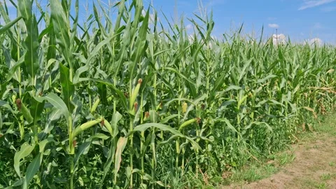 Cornfield in the summer in Maramures county, Romania. Video with cornfield Stock Footage 279888470