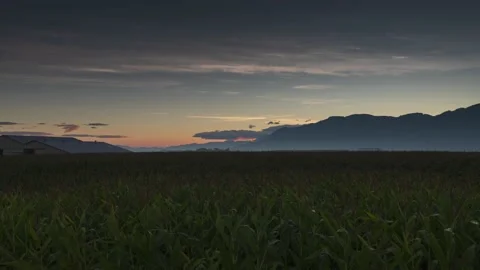 Cornfield summer sunrise time lapse Stock Footage 138848699