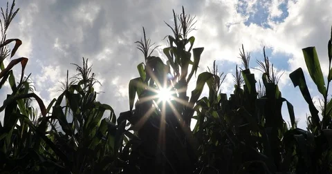 Cornfield with sun at the background 库存影片 72996720