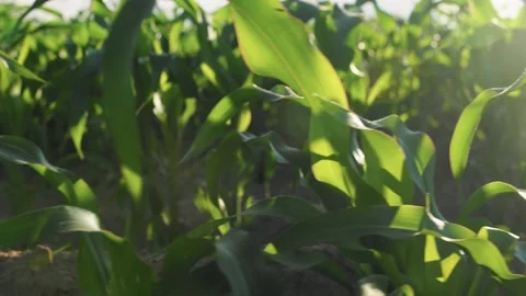 Cornfield in the sun, by steadicam Stock Footage 223818838