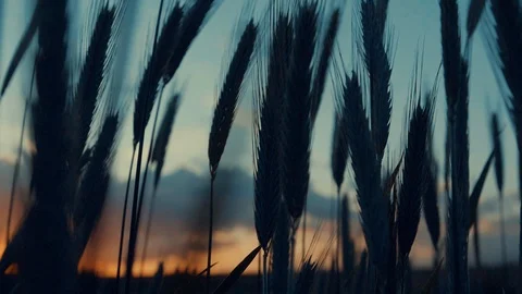 Cornfield sundowner in slow motion. Stock Footage 91833377