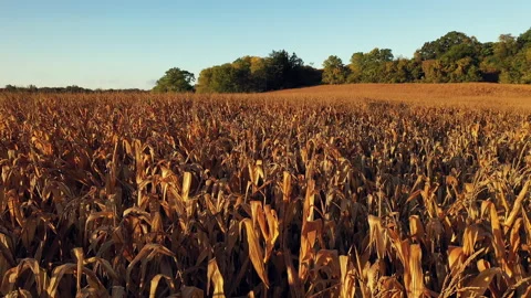Cornfield in sunlight at Fall season Stock Footage 140279106