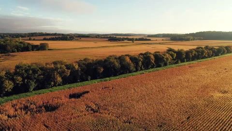 Cornfield in sunlight at Fall season Stock Footage 140281566