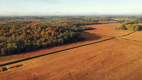 Cornfield in sunlight at Fall season Stock Footage 140283136