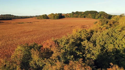 Cornfield in sunlight at Fall season Stock Footage 140283471