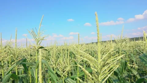 Cornfield on the sunny summer day Stock Footage 133929304