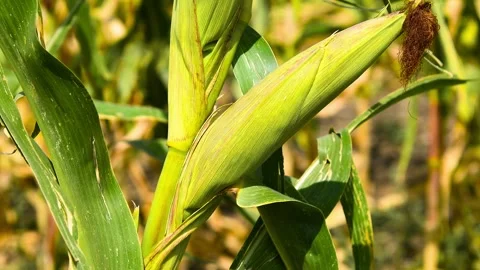 Cornfield on a sunny summer day. Stock Footage 324856231