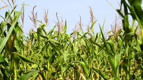 Cornfield on a sunny summer day. Stock Footage 324856259