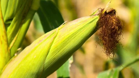 Cornfield on a sunny summer day. Stock Footage 324856284