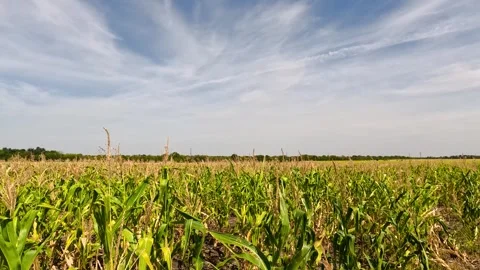 Cornfield on a sunny summer day. Stock Footage 329871068