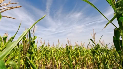 Cornfield on a sunny summer day. Stock-Footage 329871072