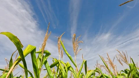 Cornfield on a sunny summer day. 스톡 동영상 329871080