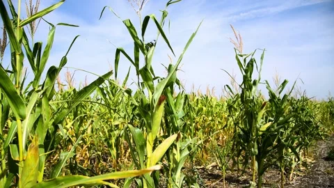 Cornfield on a sunny summer day. 库存影片 331206441