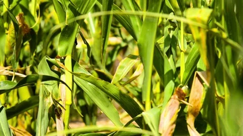 Cornfield on a sunny summer day. Видео 331206483