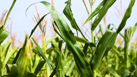 Cornfield on a sunny summer day. Stockbeeldmateriaal 339765509