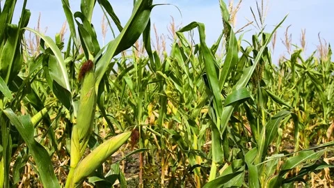 Cornfield on a sunny summer day. 库存影片 339912939
