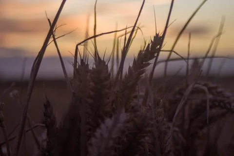 Cornfield sunset Barmston Yorkshire Stock Photos