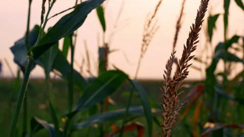 A cornfield at sunset, corn seeds and green foliage, in the background, out of Stock Footage 161671191