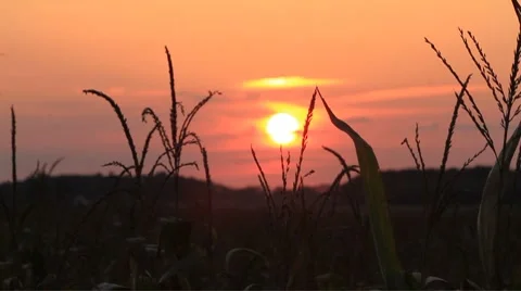 Cornfield Sunset Stock-Footage 8766084