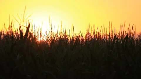Cornfield sunset Stock-Footage 8873932