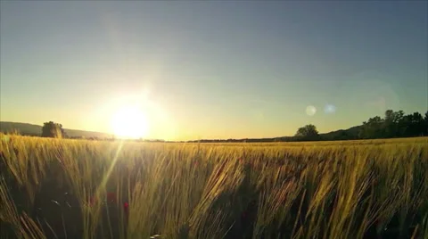 Cornfield sunset Stock Footage 34033486