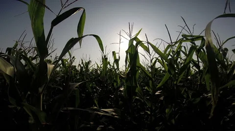 Cornfield Sunset Stock Footage 44518454