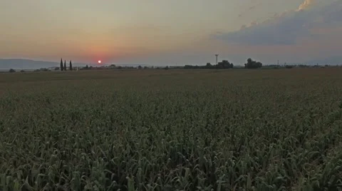 Cornfield at Sunset Stock Footage 53262094
