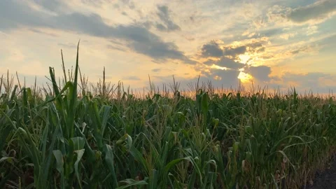Cornfield at sunset Video stock 138466787