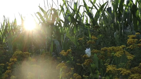 Cornfield at sunset Stock Footage 340606979