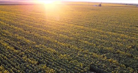 Cornfield at sunset, huge field Stock Footage 237611579