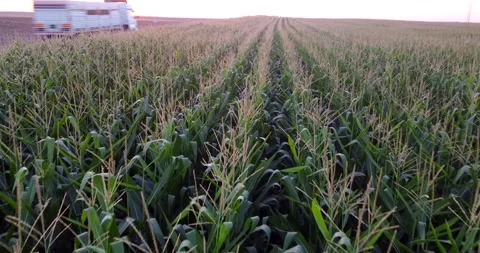 Cornfield at sunset, next to highway Stock Footage 237609037