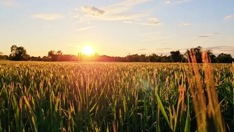 Cornfield at sunset. Pan out of the cornfield, across the cornfield at sunset Stock Footage 345658850