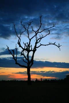 Cornfield sunset Stock Photos