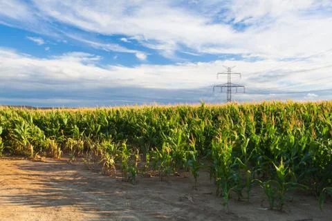 Cornfield at sunset Stock Photos