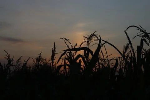 Cornfield at sunset Stock-Fotos