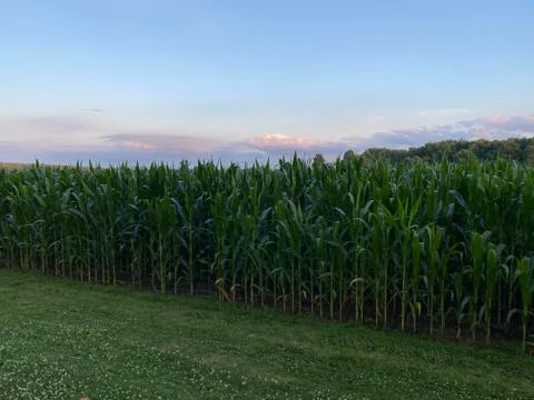 Cornfield At Sunset Stock Photos