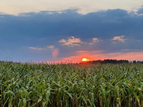 Cornfield at sunset Stock Photos