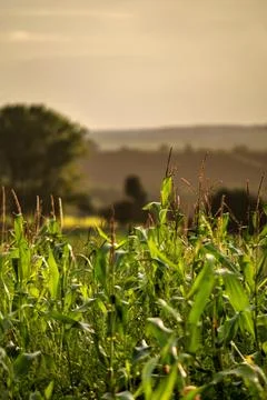 Cornfield at sunset Stock Photos