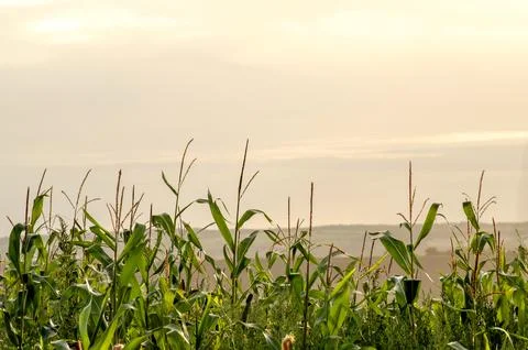 Cornfield at sunset Stock Photos