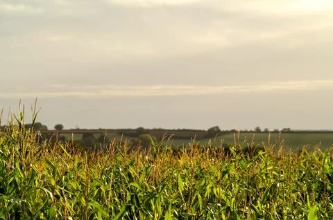Cornfield at sunset Stock Photos